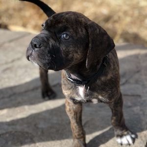 Meet your Posher, Ivan